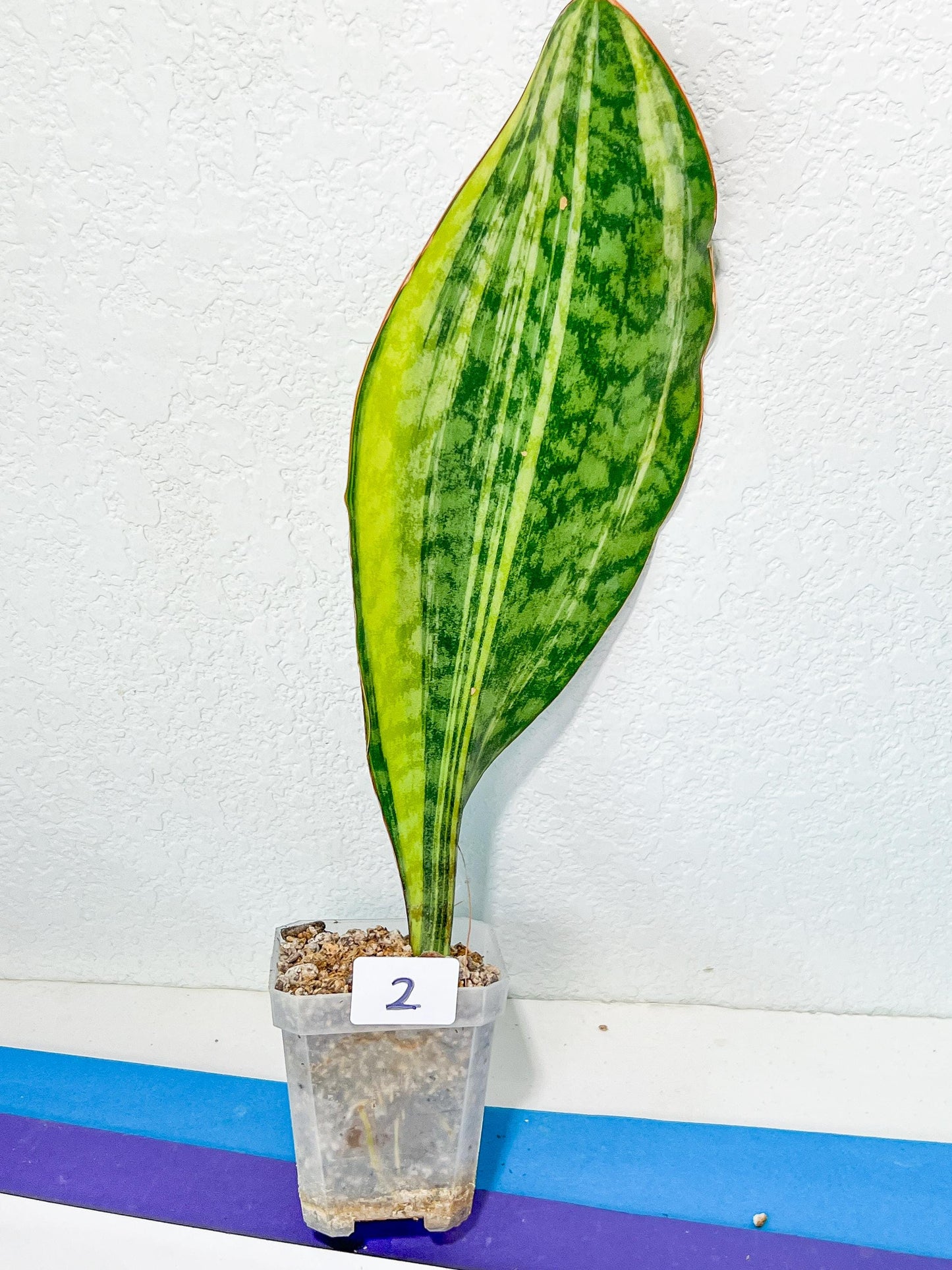 Sansevieria Masoniana Congo | Imported Plants | Choose Your Own
