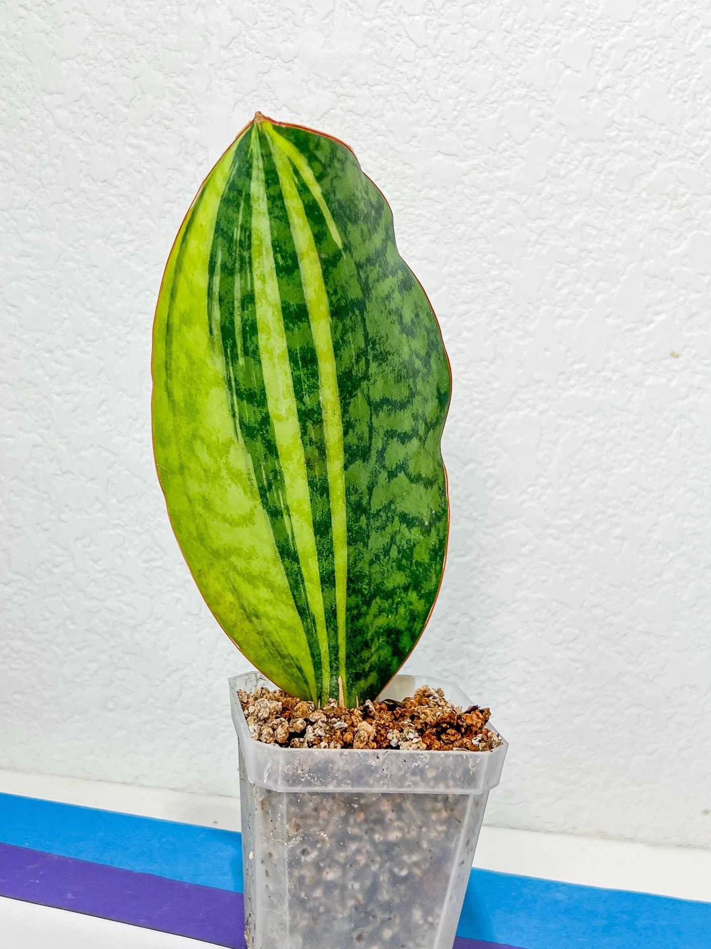 Sansevieria Masoniana Congo | Imported Plants | Choose Your Own