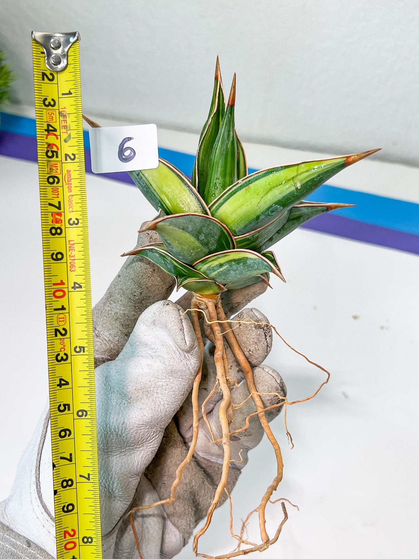 Sansevieria Pinguicula Variegated (C4) (5~6) | Select Your Unique Green Rarity