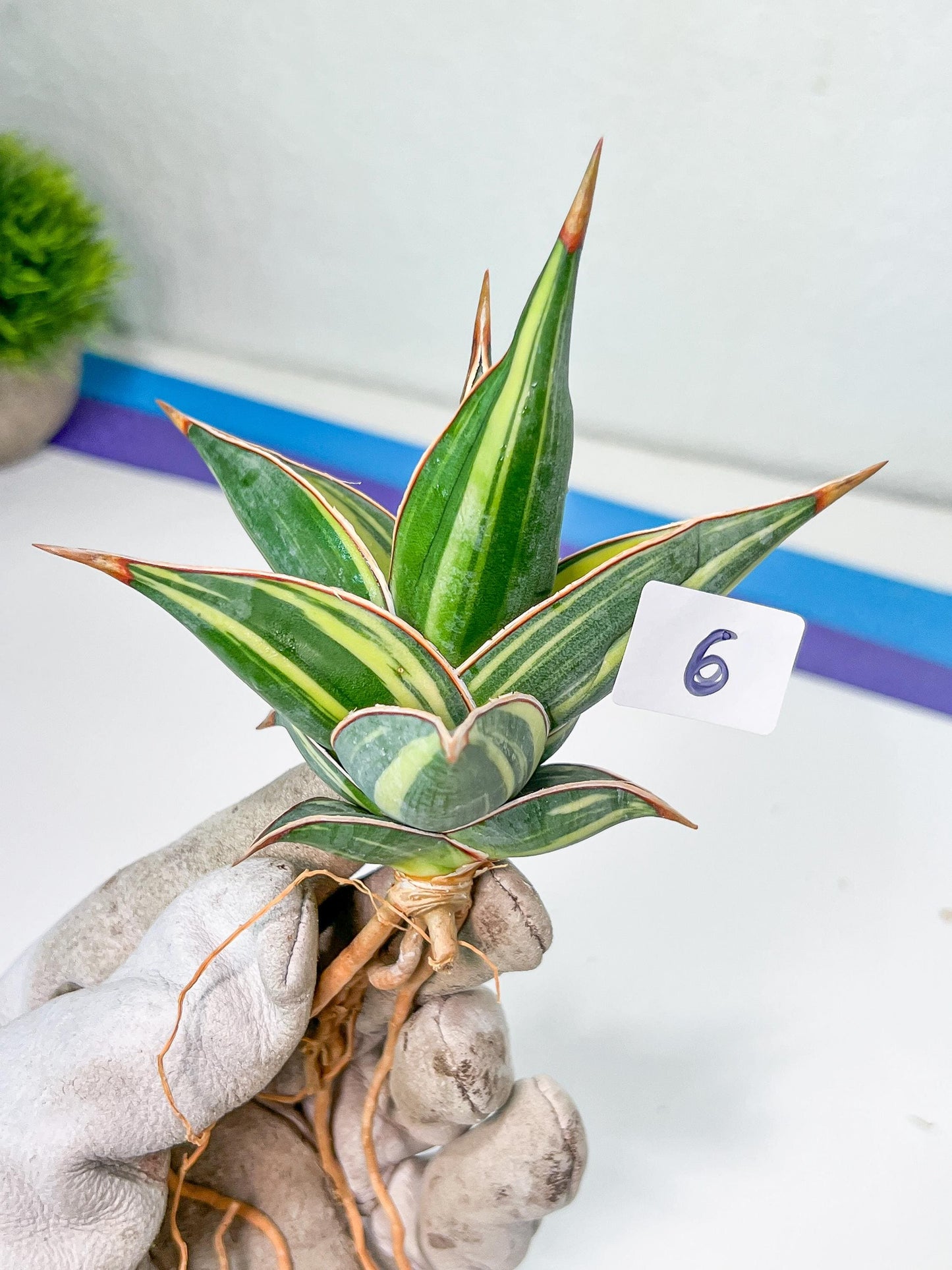 Sansevieria Pinguicula Variegated (C4) (5~6) | Select Your Unique Green Rarity