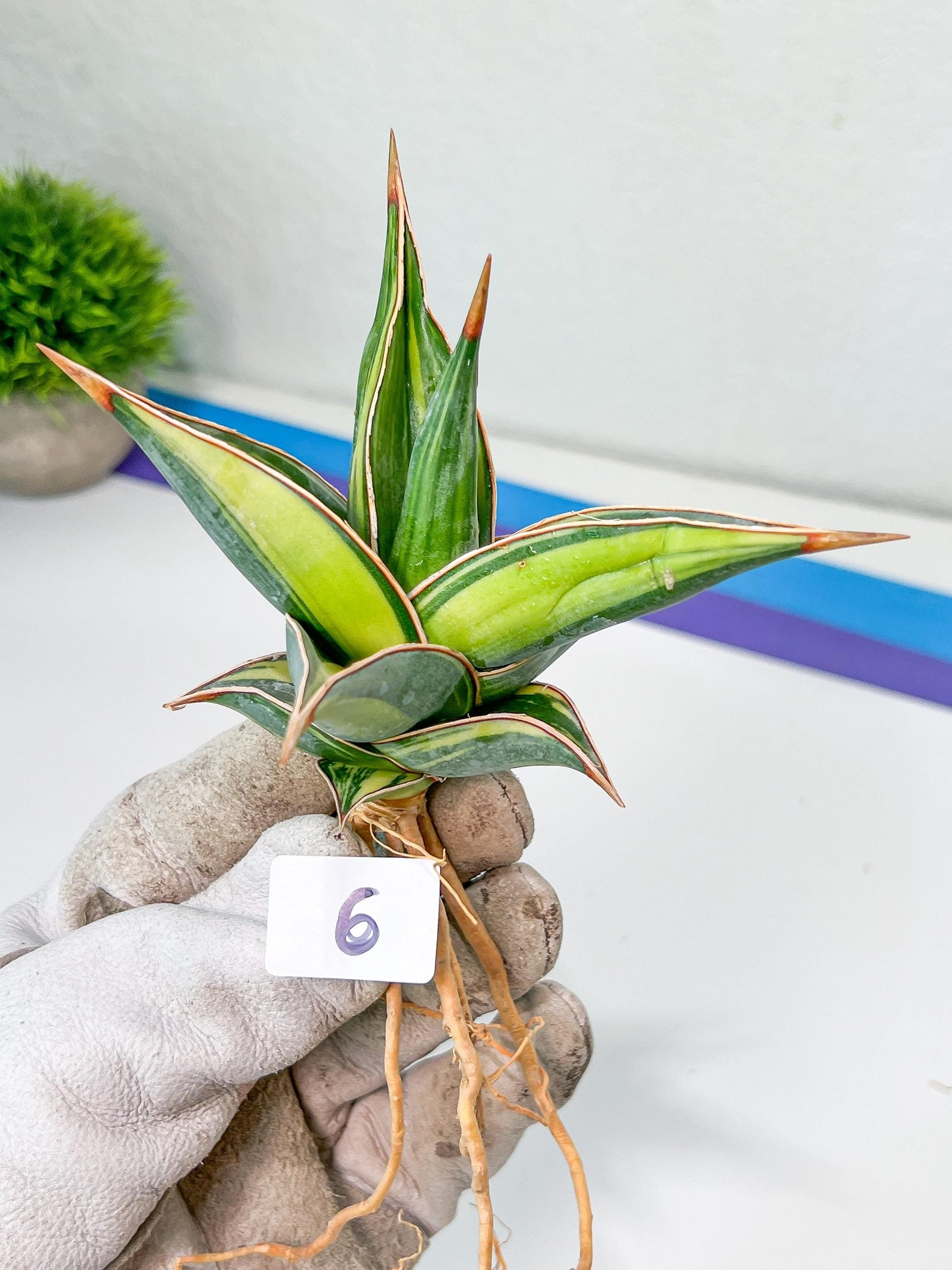 Sansevieria Pinguicula Variegated (C4) (5~6) | Select Your Unique Green Rarity