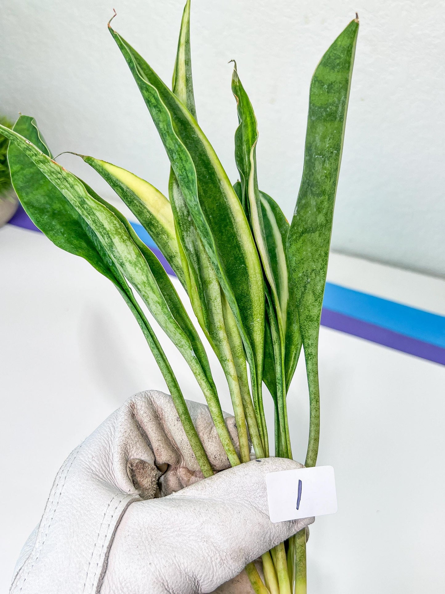 Sansevieria Sudwala Caves Variegated | Rare Impoted Plants | (1~3)
