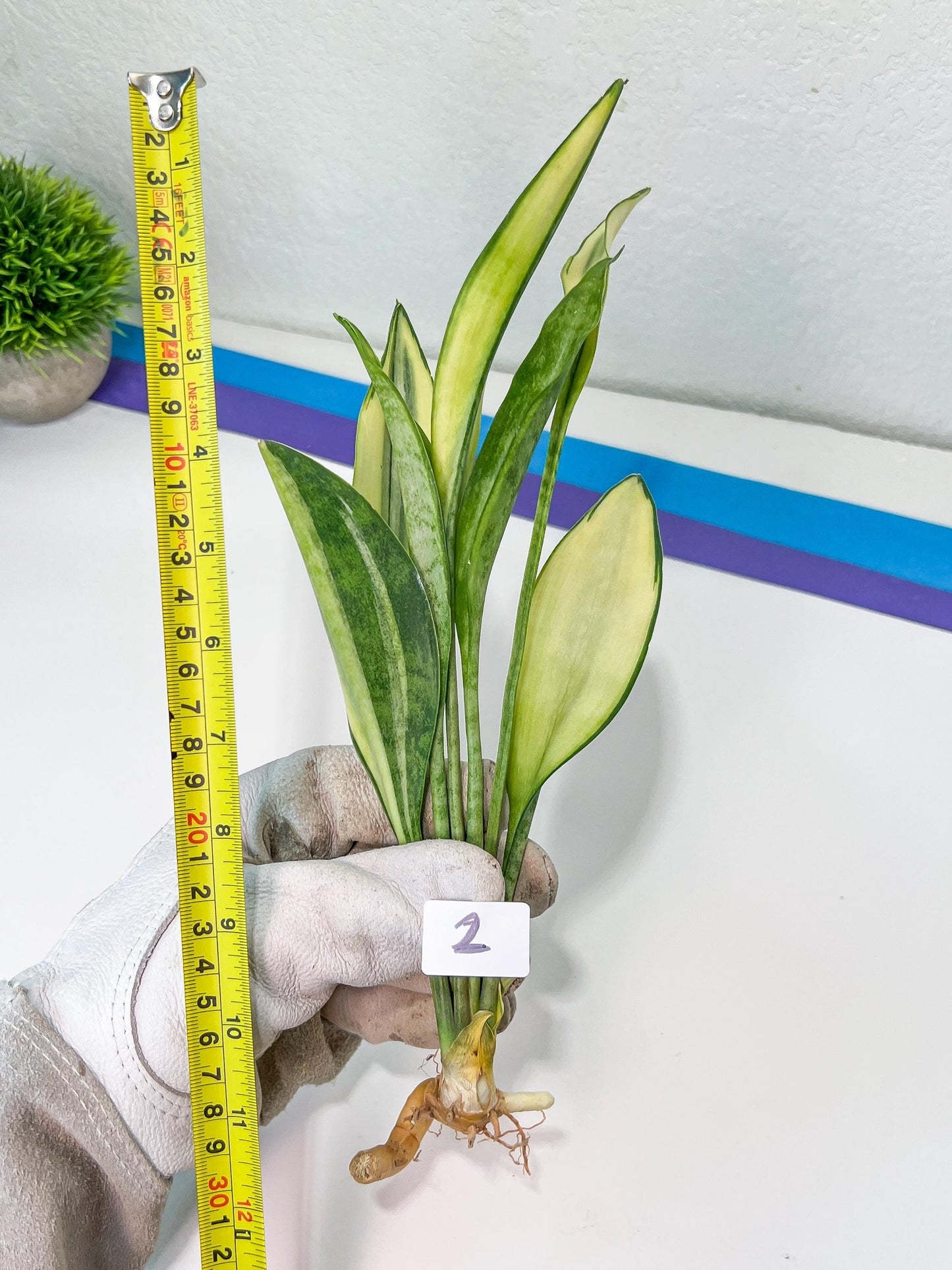 Sansevieria Sudwala Caves Variegated | Rare Impoted Plants | (1~3)