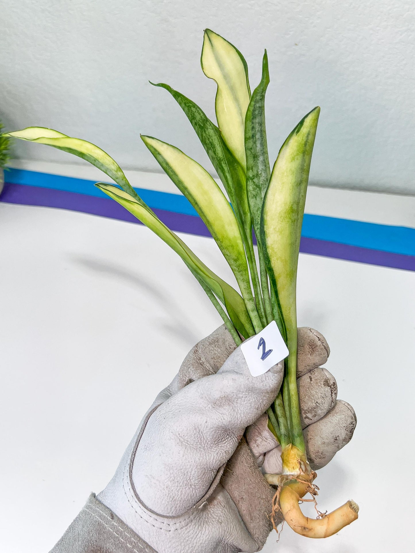 Sansevieria Sudwala Caves Variegated | Rare Impoted Plants | (1~3)