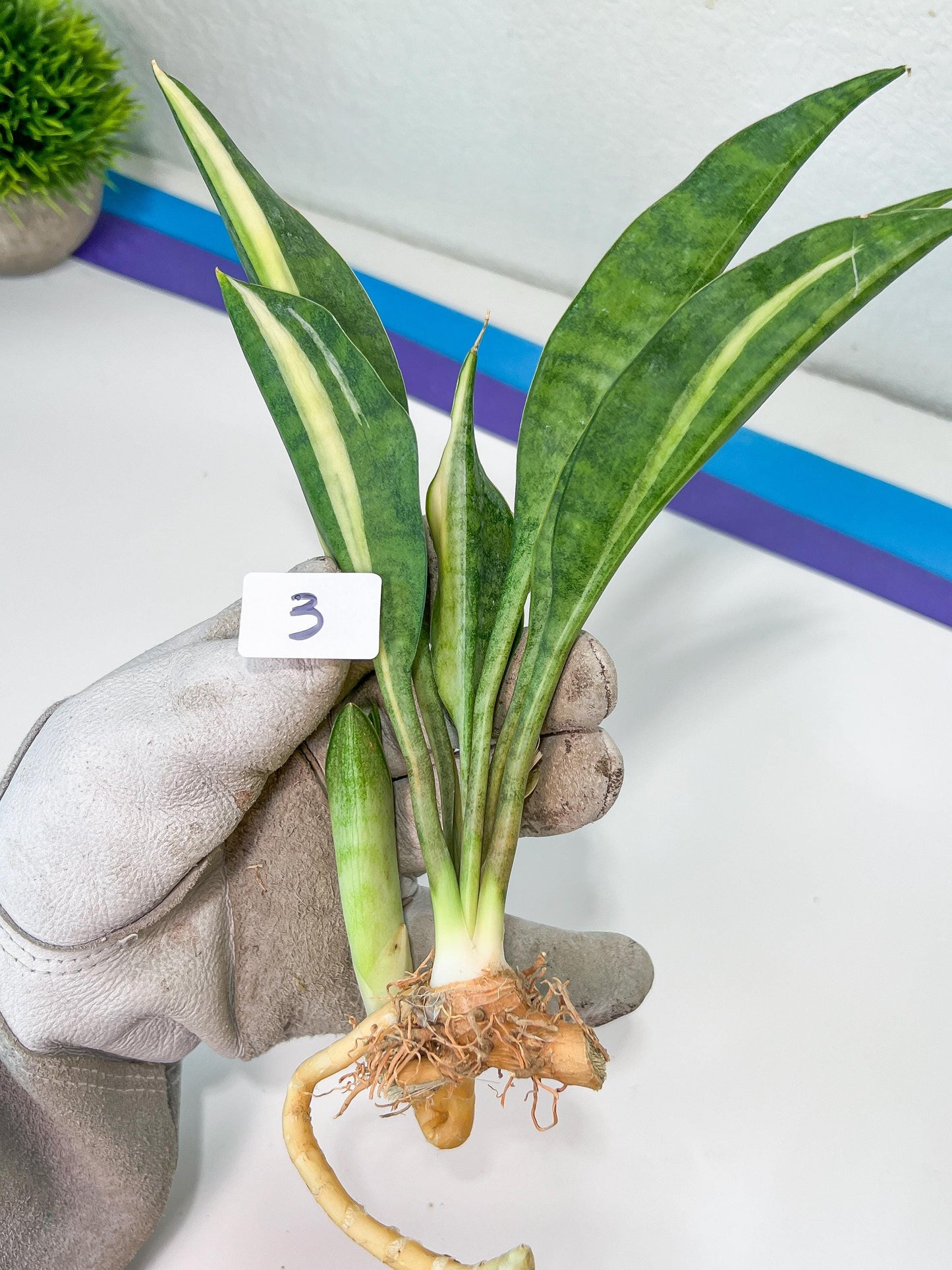 Sansevieria Sudwala Caves Variegated | Rare Impoted Plants | (1~3)
