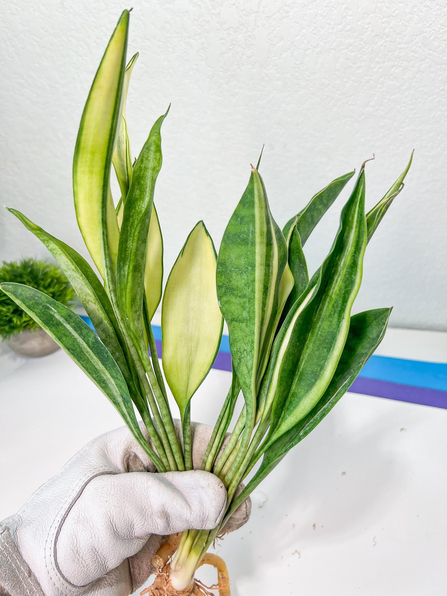 Sansevieria Sudwala Caves Variegated | Rare Impoted Plants | (4~5)