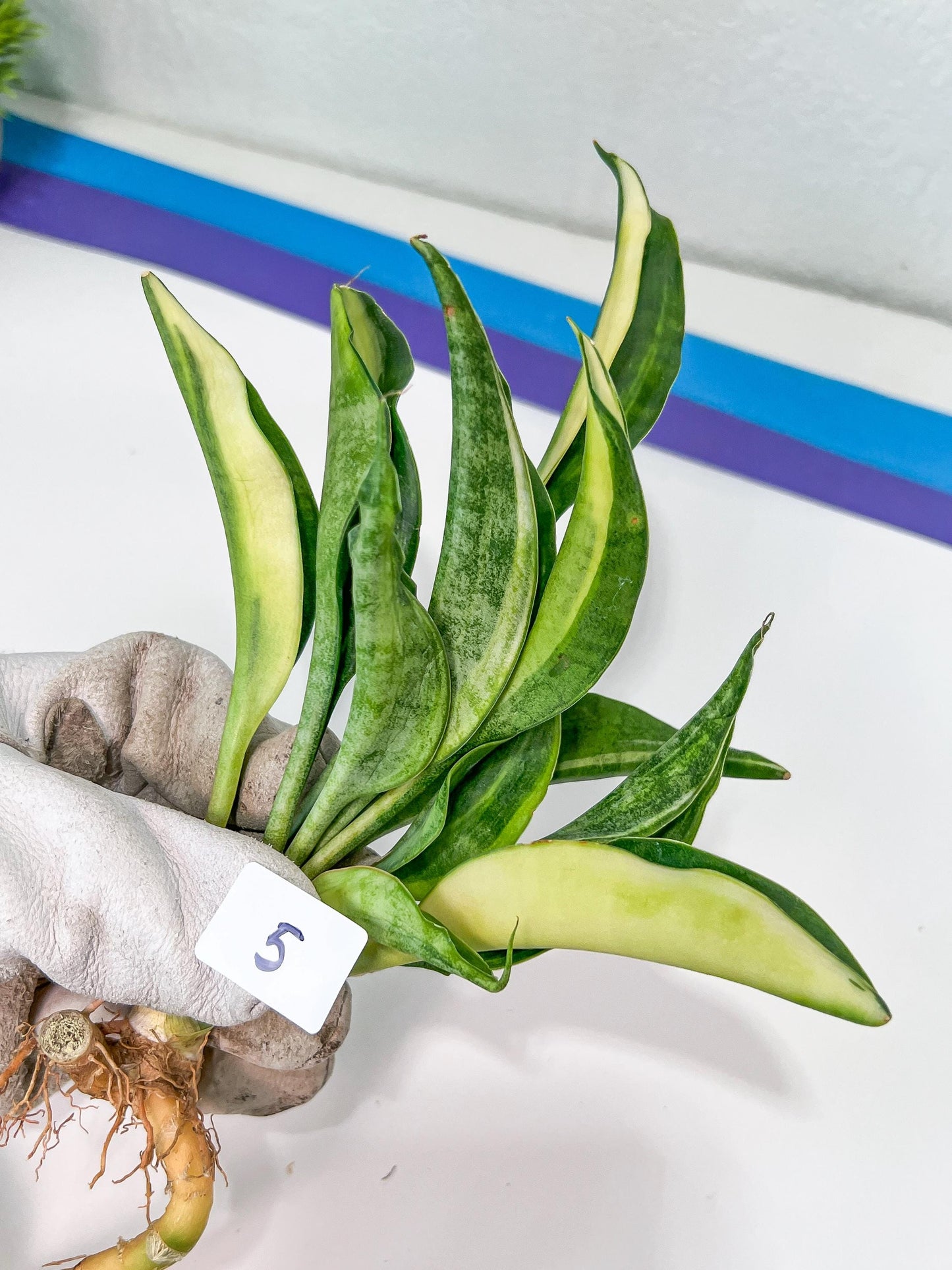 Sansevieria Sudwala Caves Variegated | Rare Impoted Plants | (4~5)