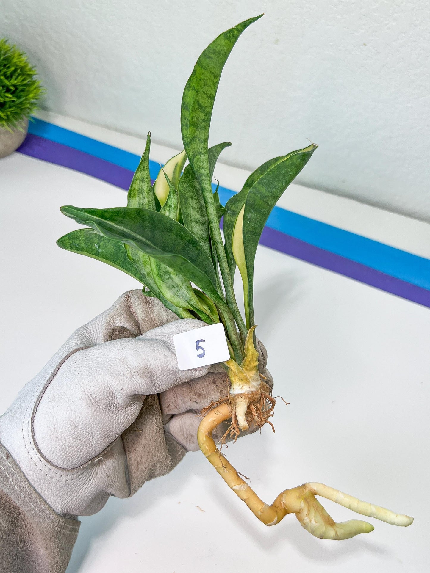 Sansevieria Sudwala Caves Variegated | Rare Impoted Plants | (4~5)
