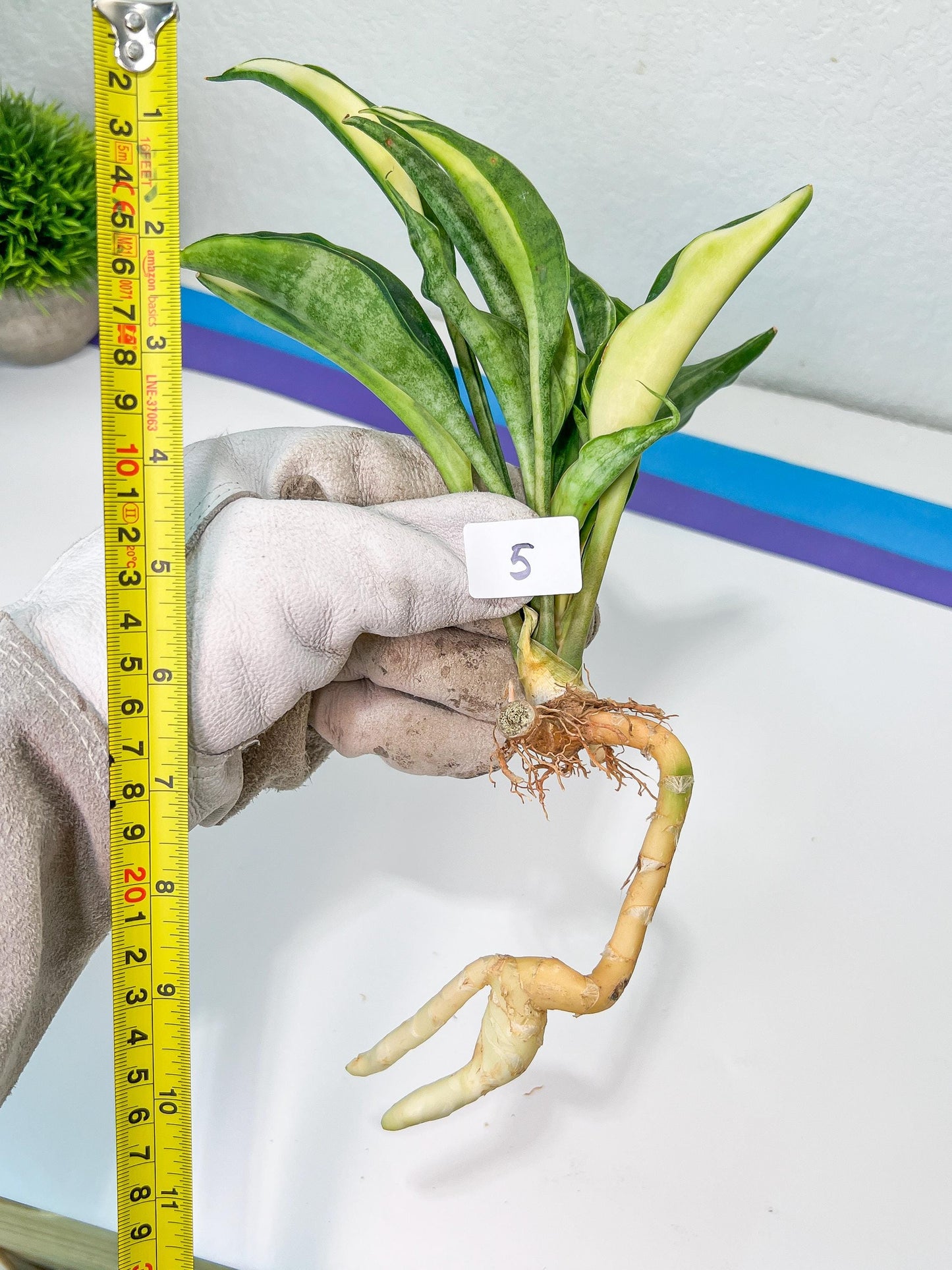 Sansevieria Sudwala Caves Variegated | Rare Impoted Plants | (4~5)