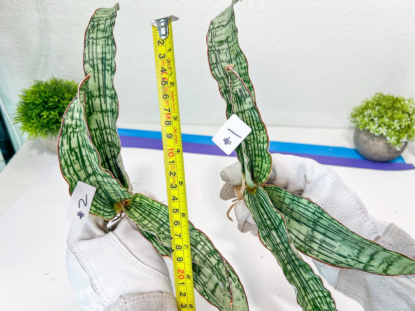 Sansevieria Cleopatra (H20) | Select Your Unique Exotic Plant
