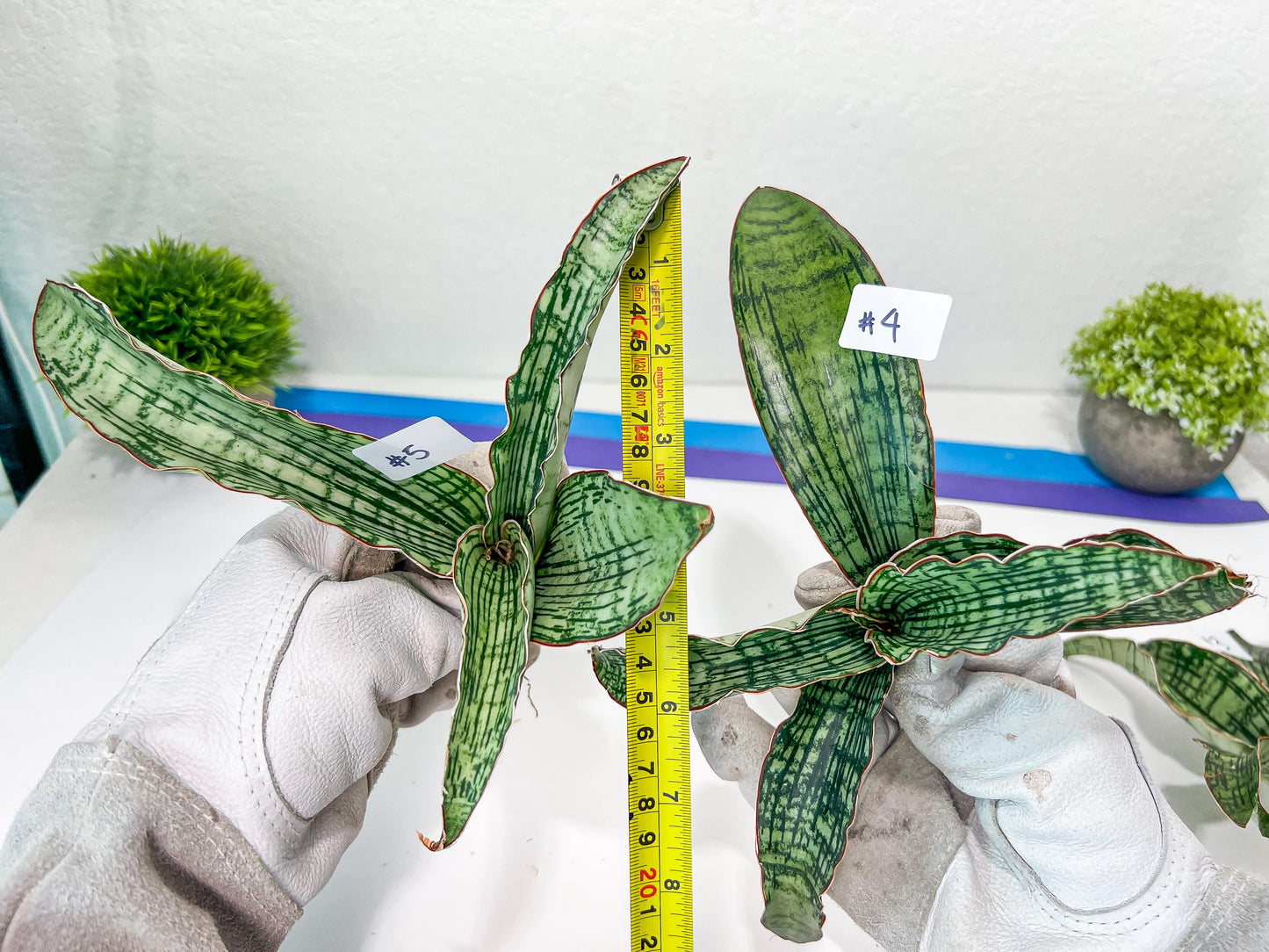 Sansevieria Cleopatra (H20) | Select Your Unique Exotic Plant