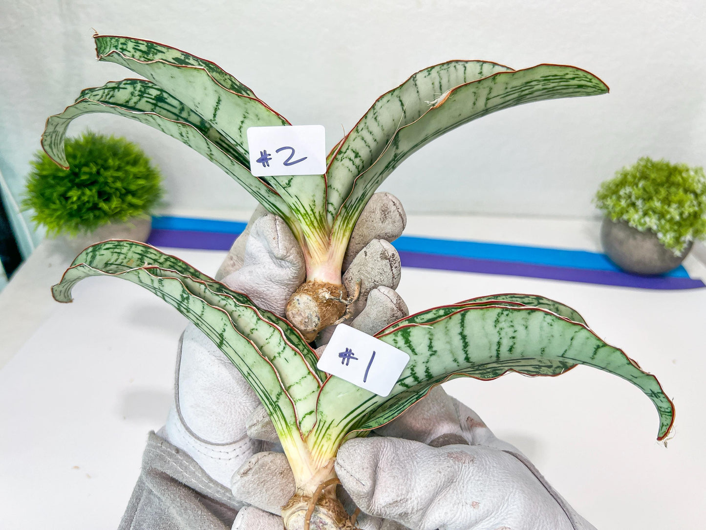 Sansevieria Cleopatra (H20) | Select Your Unique Exotic Plant