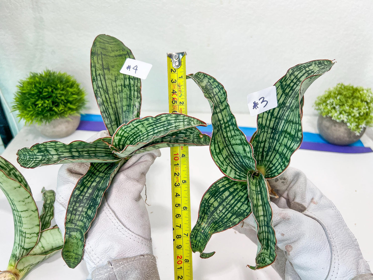 Sansevieria Cleopatra (H20) | Select Your Unique Exotic Plant