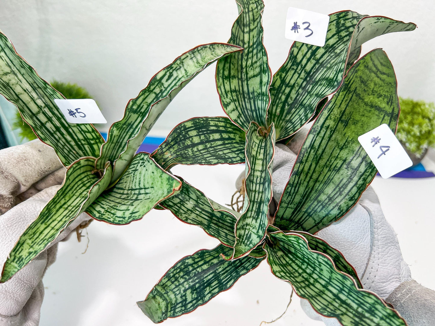Sansevieria Cleopatra (H20) | Select Your Unique Exotic Plant