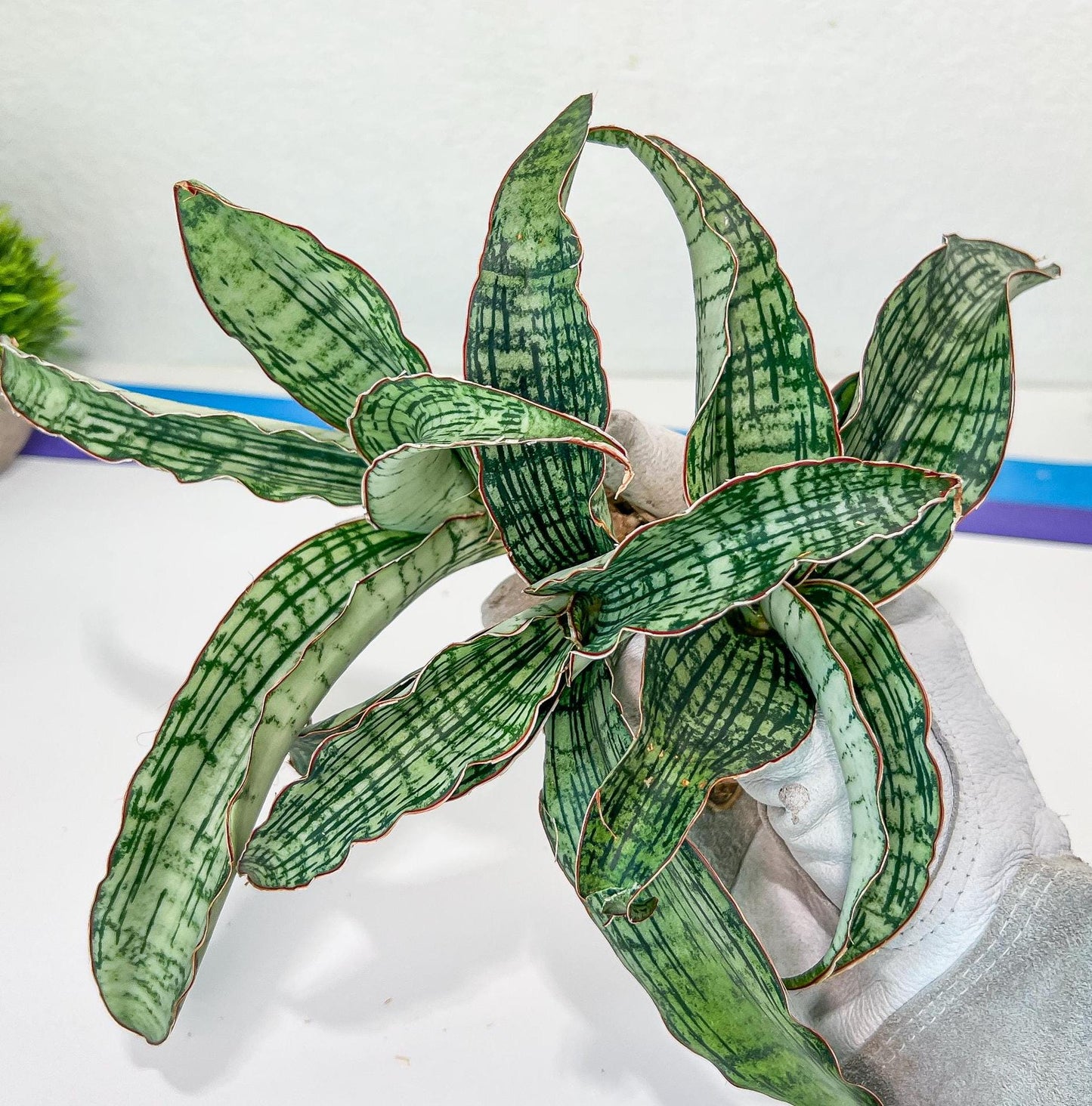 Sansevieria Cleopatra (H20) | Select Your Unique Exotic Plant