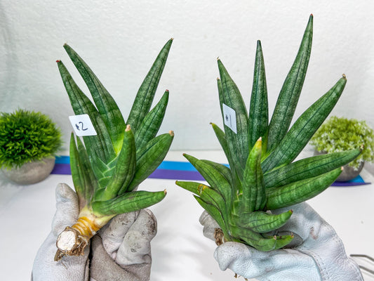 Sansevieria Chojai (#C5) | Imported Snake plants