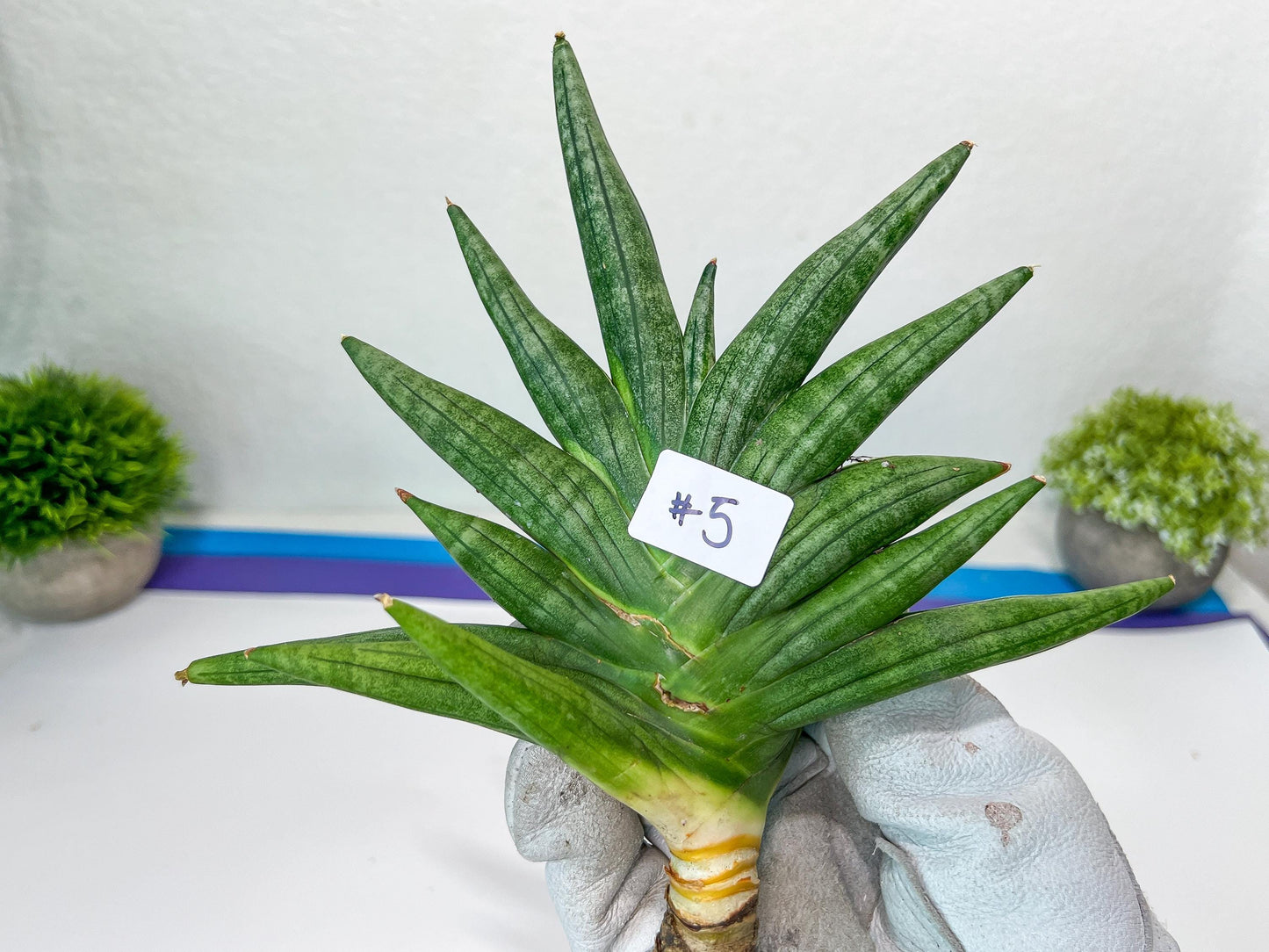 Sansevieria Chojai (#C5) | Imported Snake plants