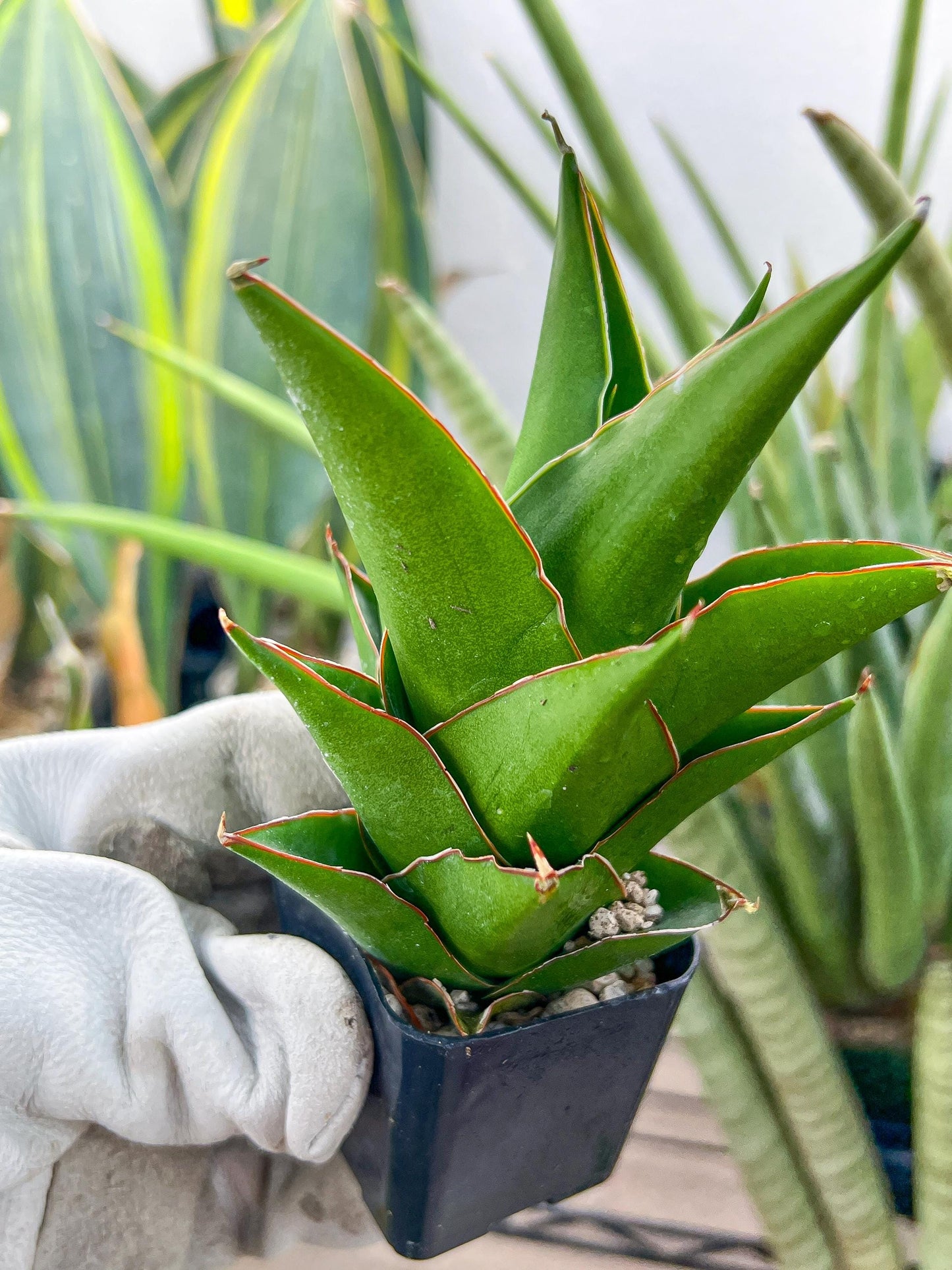 Sansaveria Tower (#RA12) | Imported Snake plant | 2" Pot | Cactus