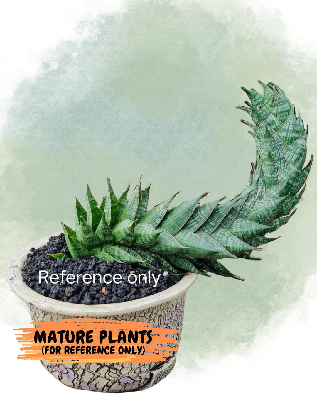 Sansevieria Dragon Scale (su4) (6) | Rare Imported House Plants