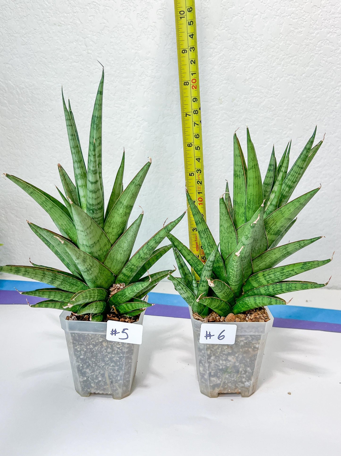 Sansevieria RockMan (B1)| Choose Your Extraordinary Imported Plant