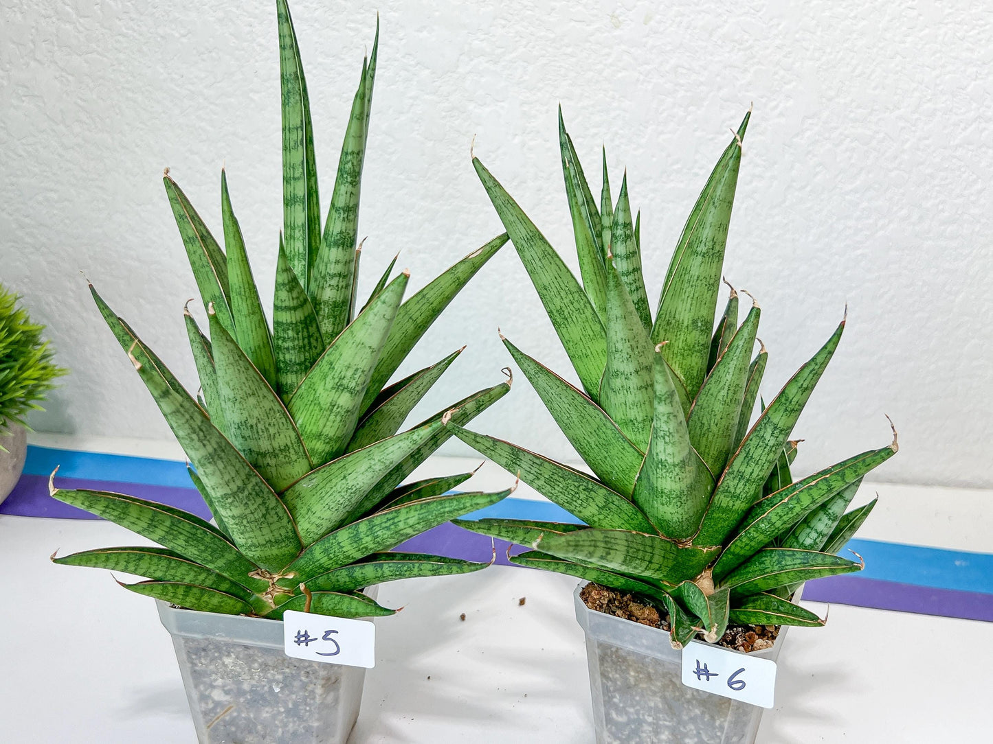 Sansevieria RockMan (B1)| Choose Your Extraordinary Imported Plant