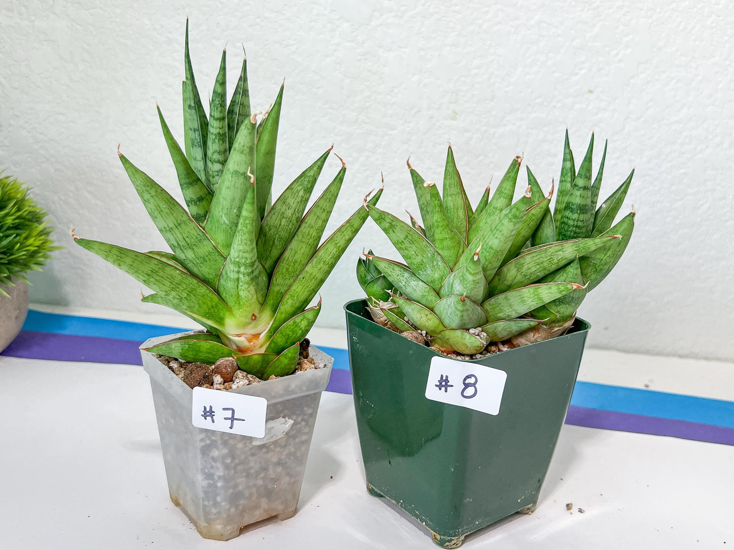 Sansevieria RockMan (B1)| Choose Your Extraordinary Imported Plant