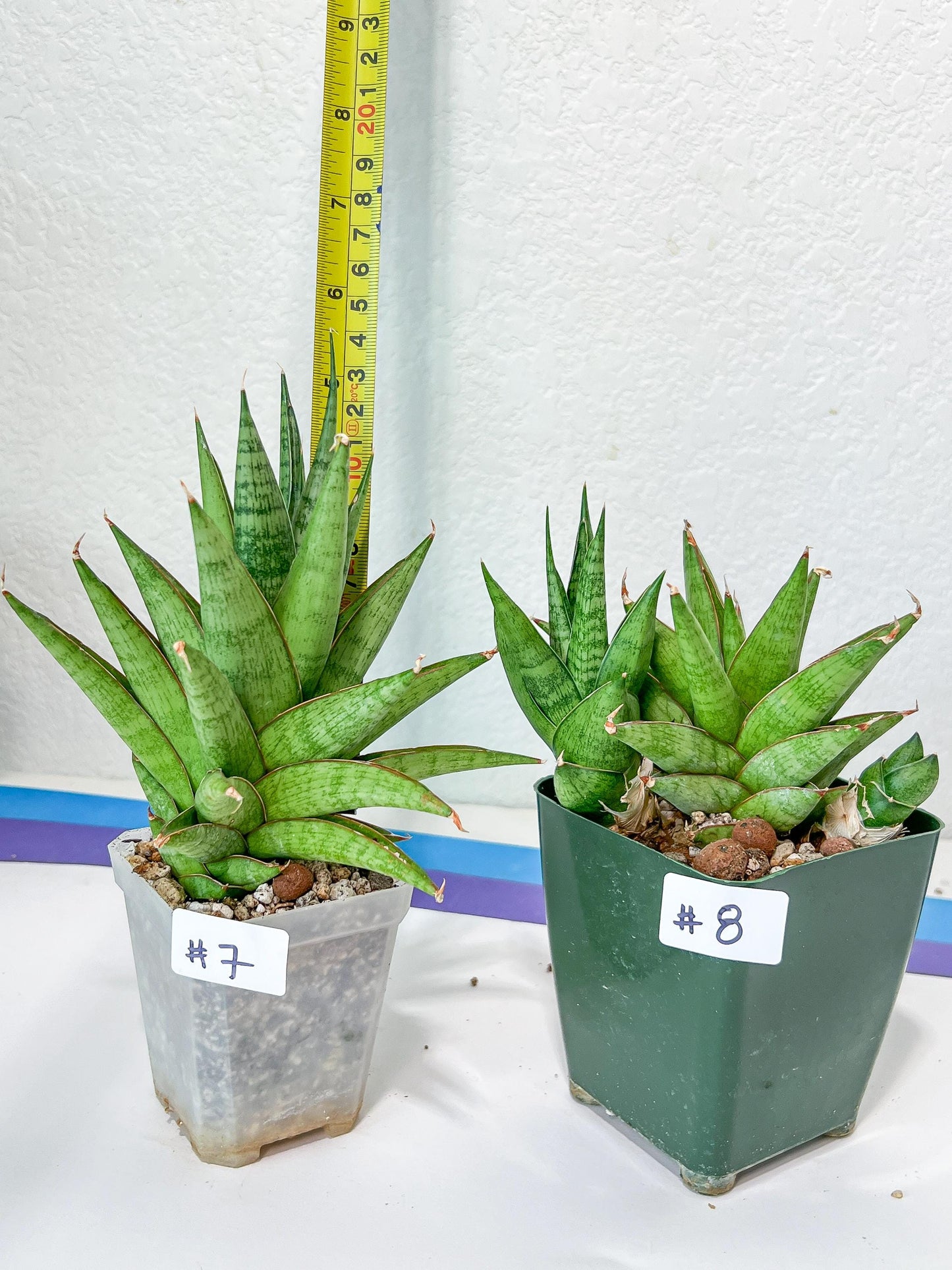 Sansevieria RockMan (B1)| Choose Your Extraordinary Imported Plant