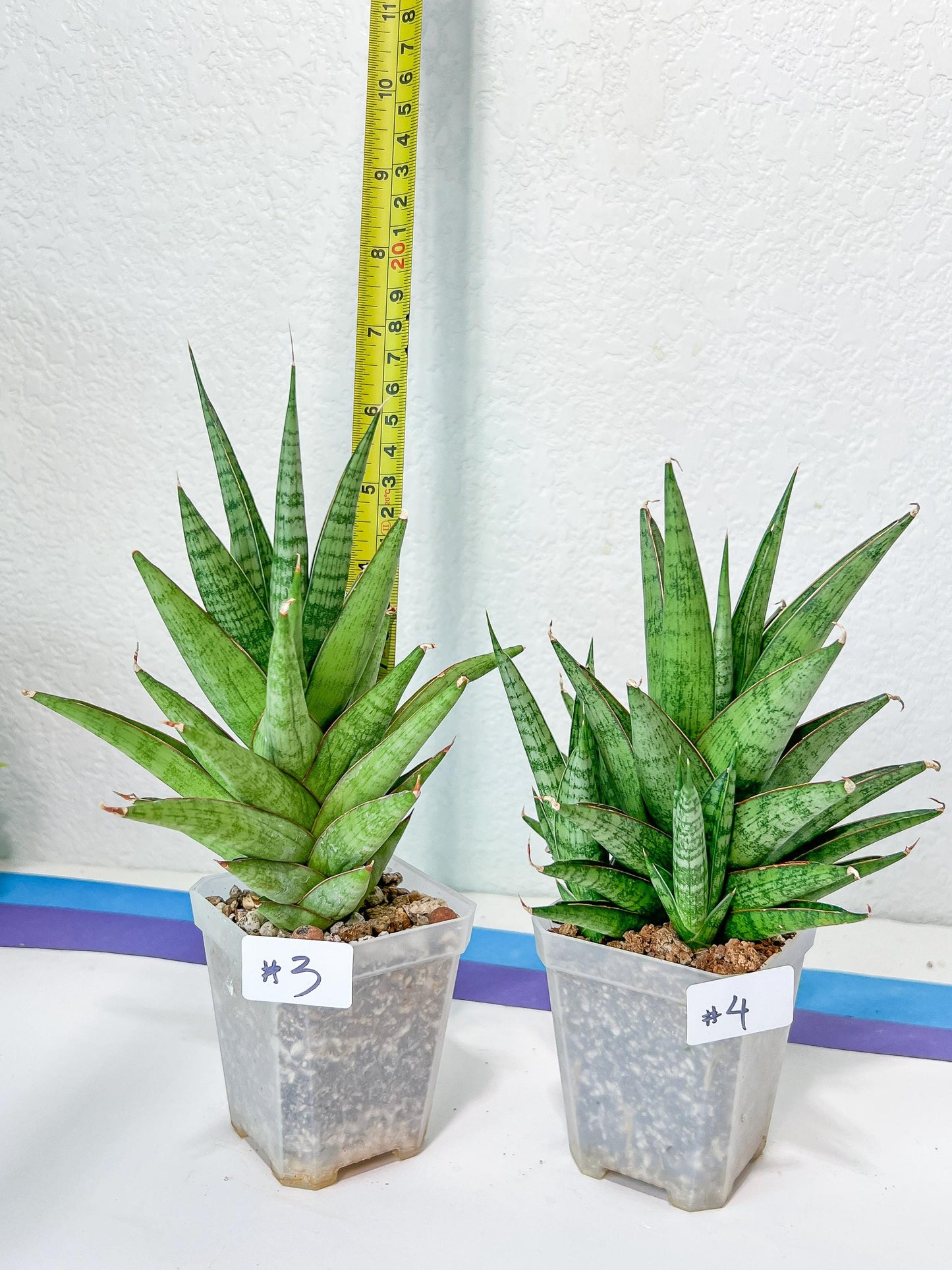 Sansevieria RockMan (B1)| Choose Your Extraordinary Imported Plant
