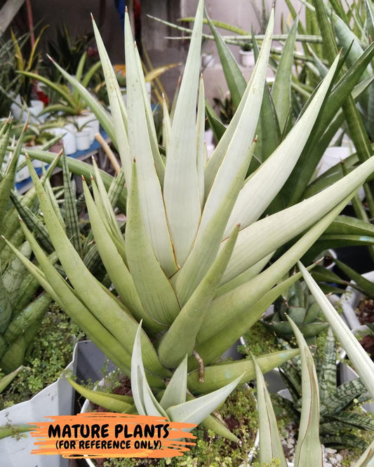 Sansevieria Chao Praya (PH26) | Rare Imported Hybrids