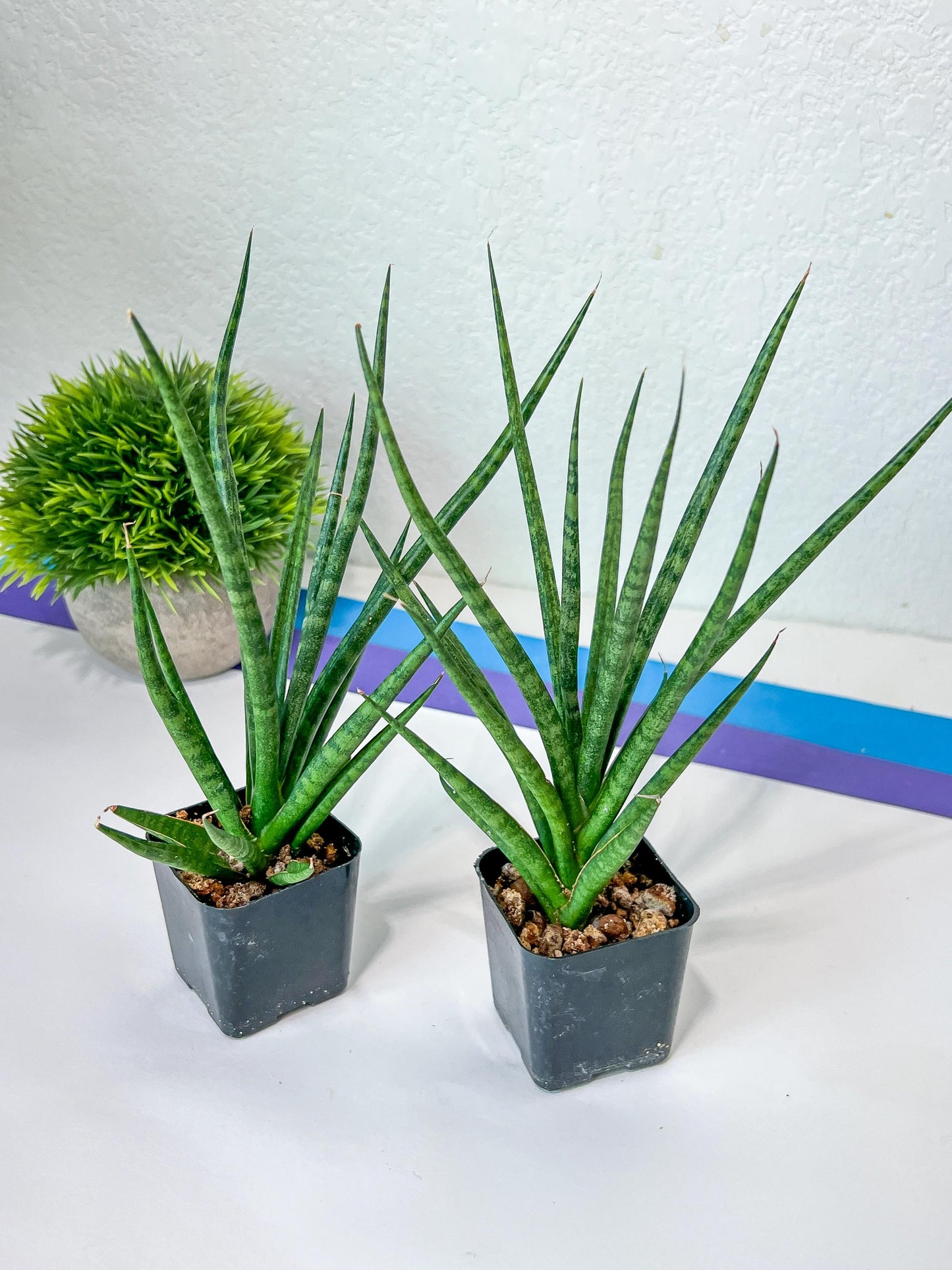 Sansevieria Blue Torch (PH17) | Imported Plants | Rare Hybrid Species