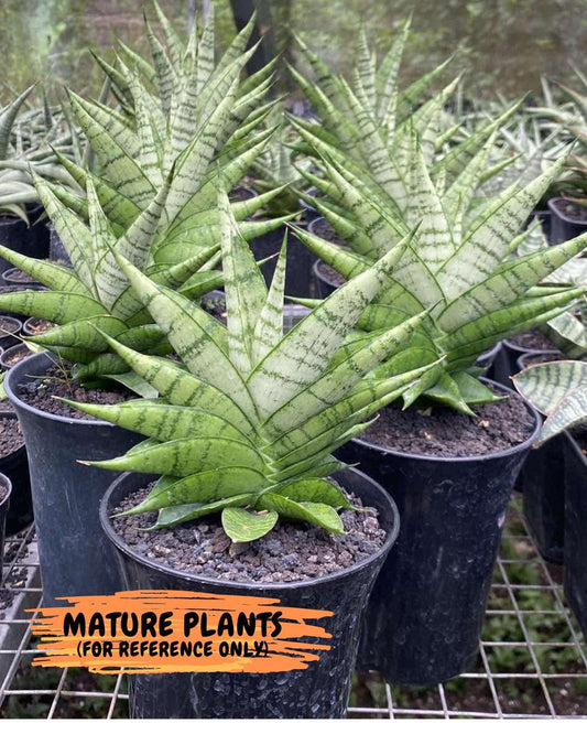 Sansevieria Enduro (H11) | Imported Plants | Rare Hybrid Species