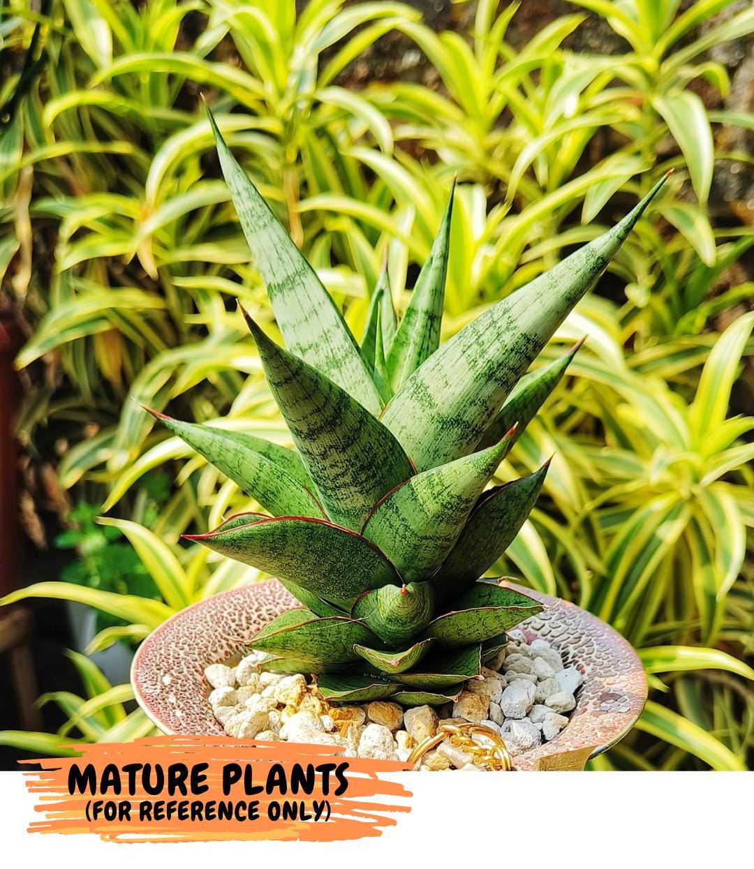 Sansevieria Snowlotus (#RA22) | Imported Indoor Snake Plant | 2" Planter
