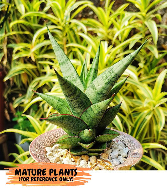 Sansevieria Snowlotus (#RA22) | Imported Indoor Snake Plant