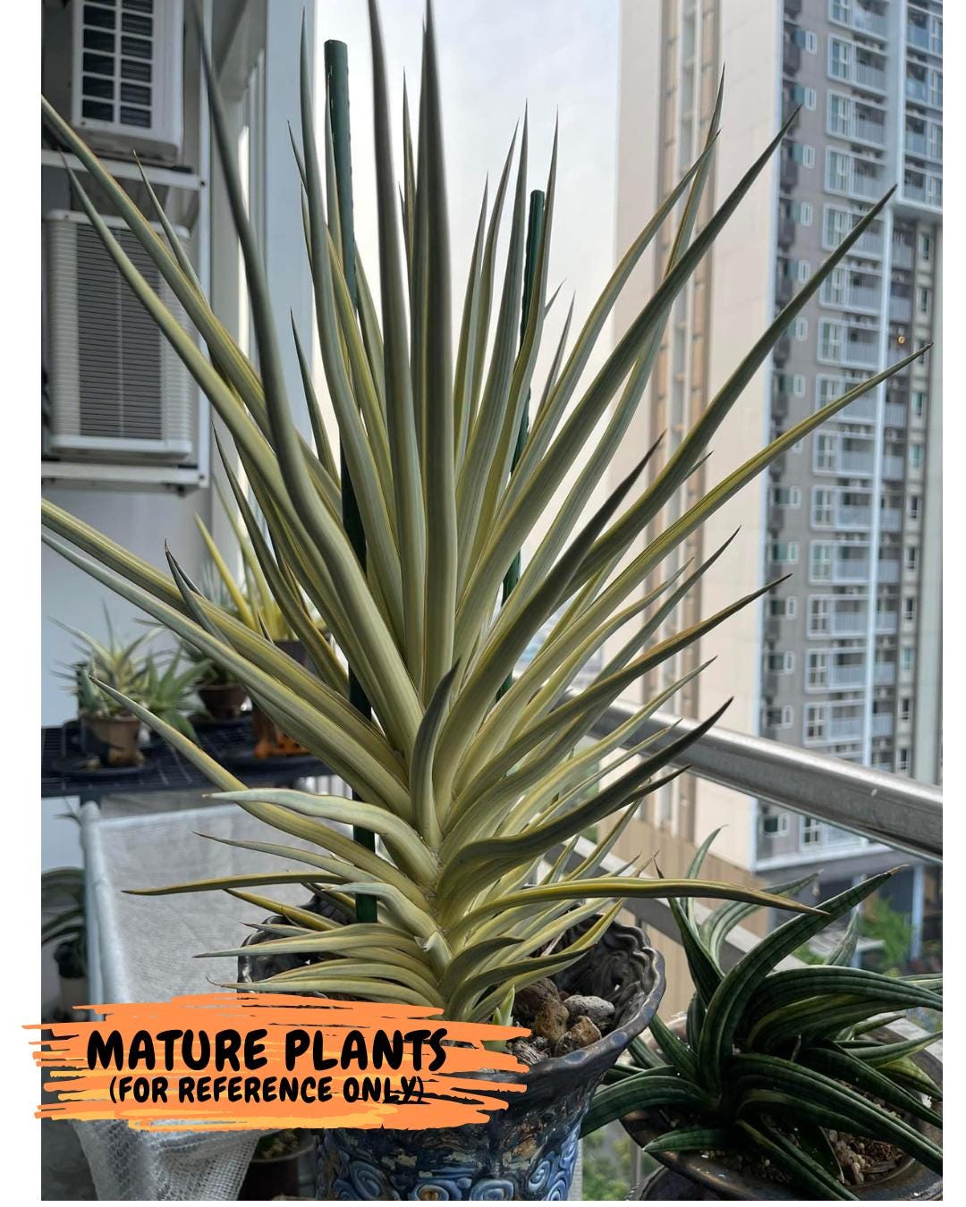 Sansevieria Silver Torch (#KW1) | Imported Snake Plants