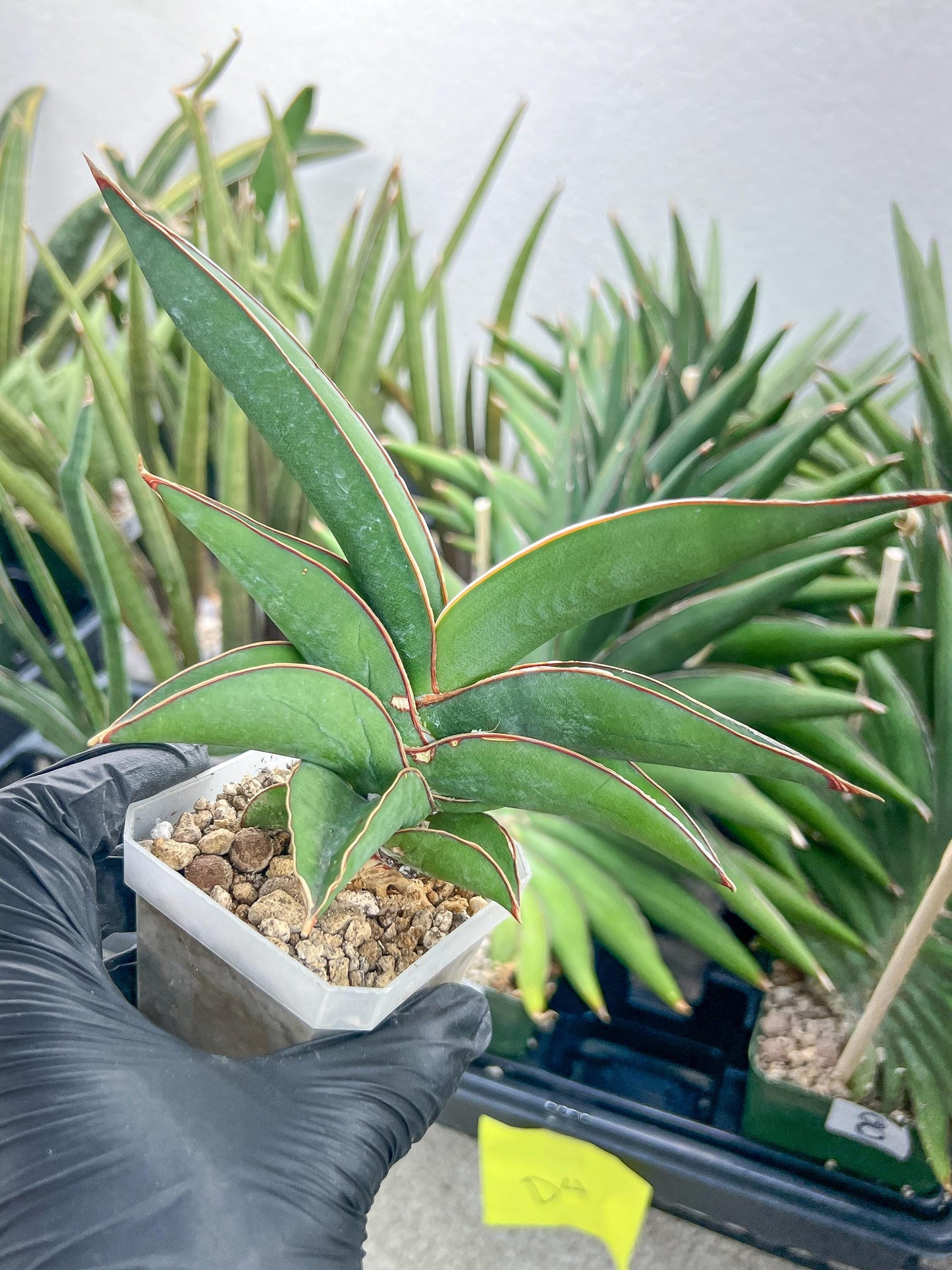 Sansevieria Robusta Blue (#H23) | Imported Plants | Rare Hybrid Species