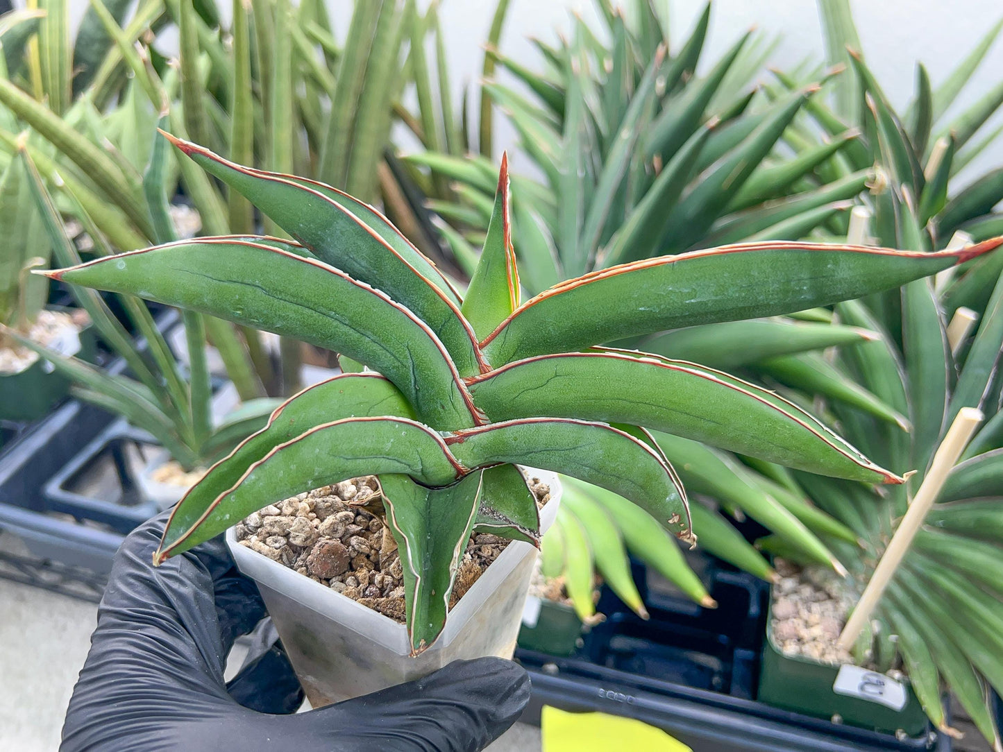Sansevieria Robusta Blue (#H23) | Imported Plants | Rare Hybrid Species