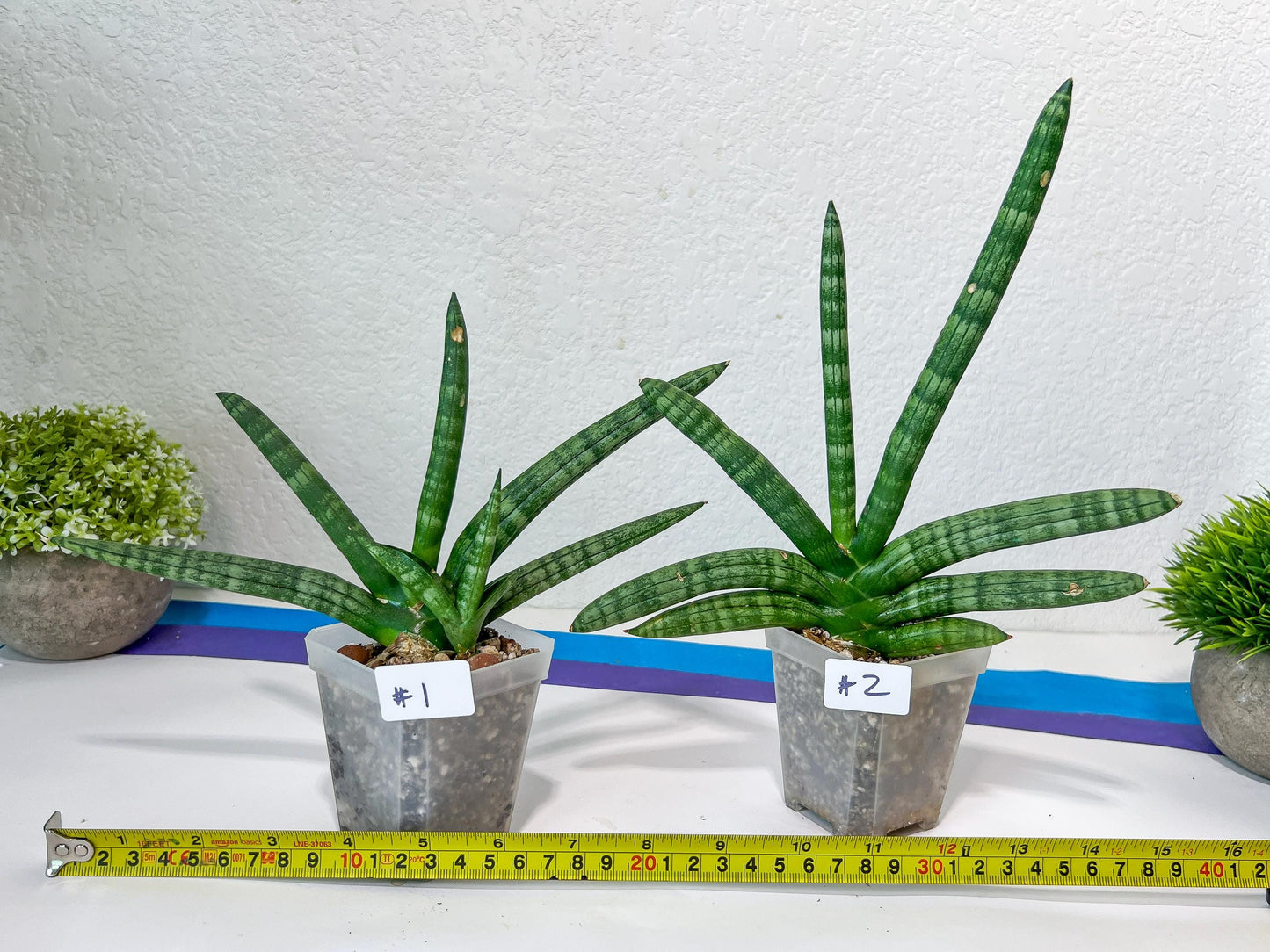 Sansevieria Cylindrica Boncel | Choose Your Extraordinary Plant