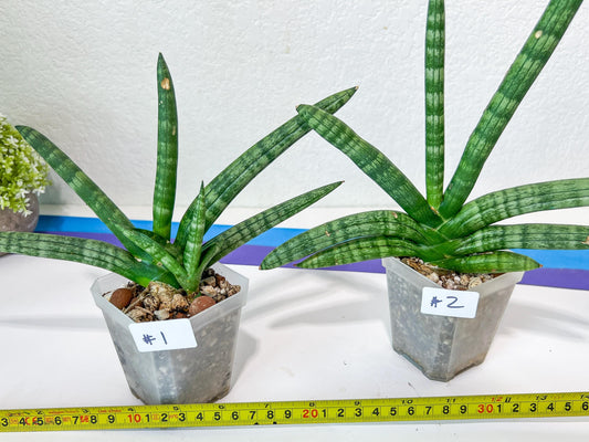 Sansevieria Cylindrica Boncel | Imported Plants | Rare Hybrid Species