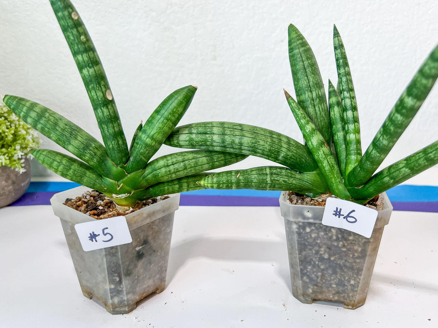 Sansevieria Cylindrica Boncel | Imported Plants | Rare Hybrid Species
