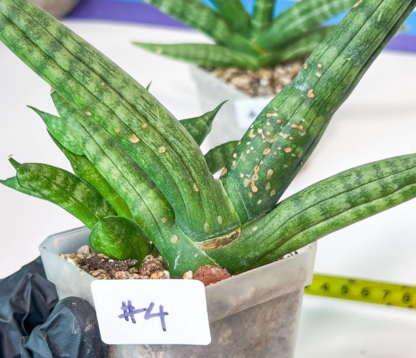 Sansevieria Cylindrica Boncel | Choose Your Extraordinary Plant