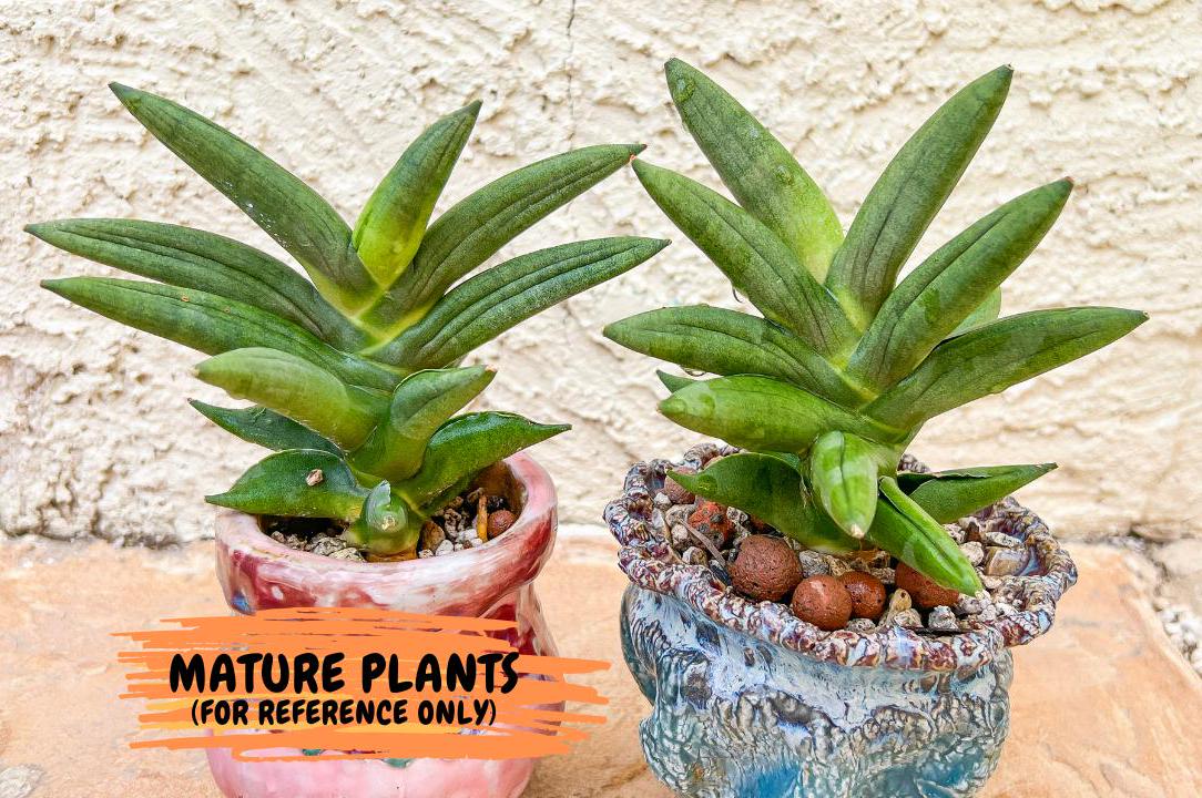 Sansevieria Virdi lisciu (#AC17) | Rare Hybrids