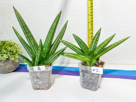 Sansevieria Fat Man XXL (#E4) | Imported Plants | Rare Hybrid Species