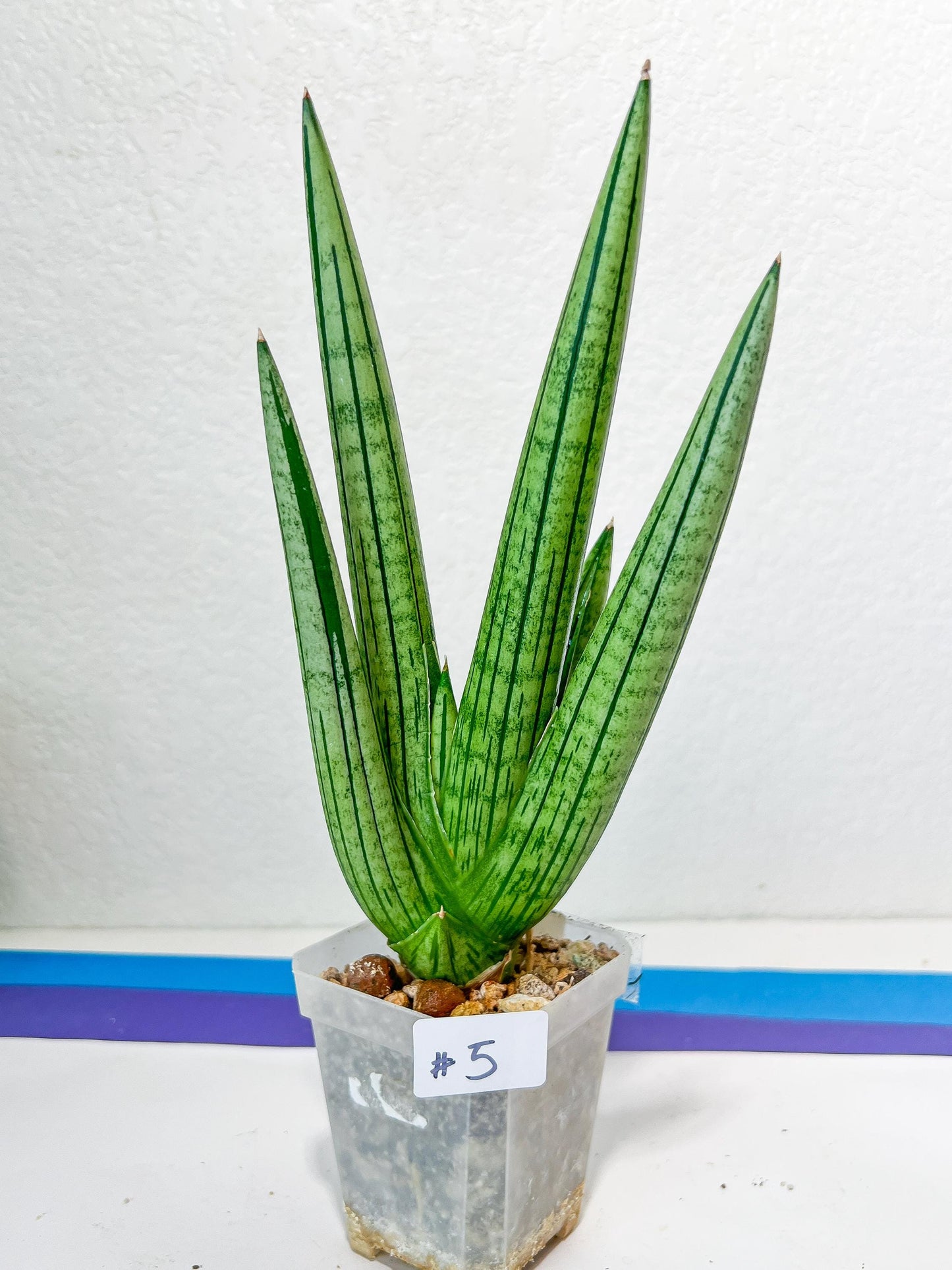 Sansevieria Fat Man XXL (#E4) | Imported Plants | Rare Hybrid Species