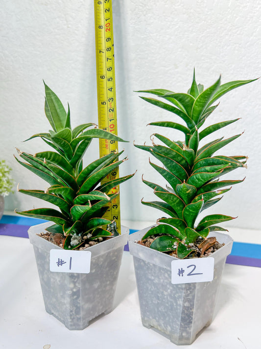 Sansevieria Hybrid Black Eye (#E4) | Imported Plants | Rare Hybrid Species