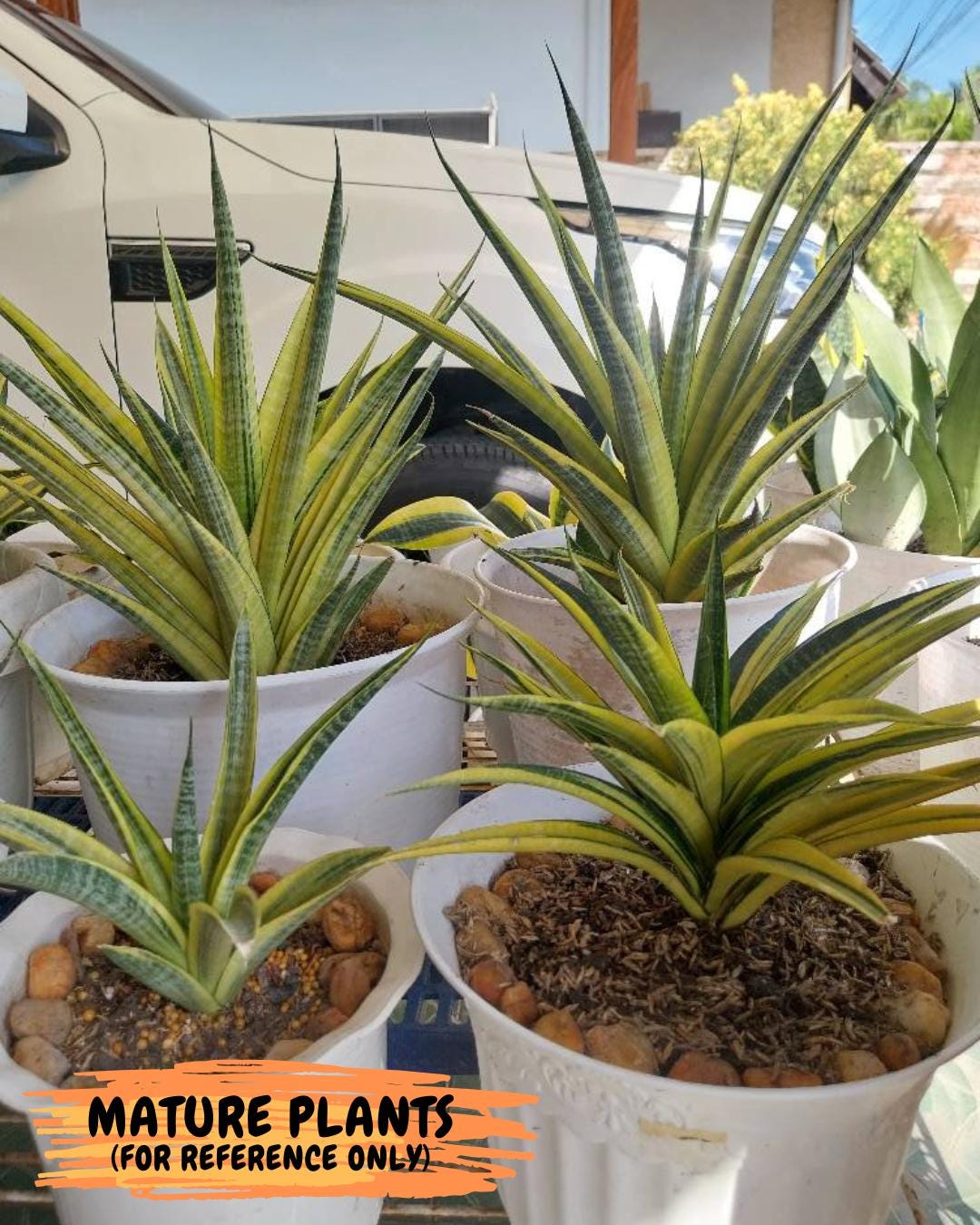 Sansevieria Cordova (#RA23) | Rare Imported Plants | 2" Pot