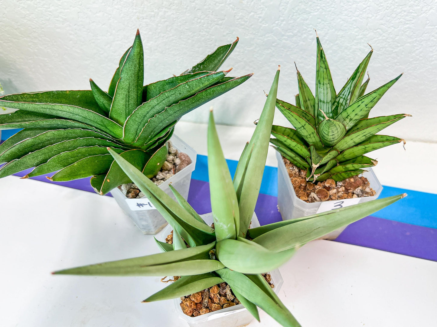Sansevieria Rare Collections (G3) | Plant names listed in descriptions. More photos available on request