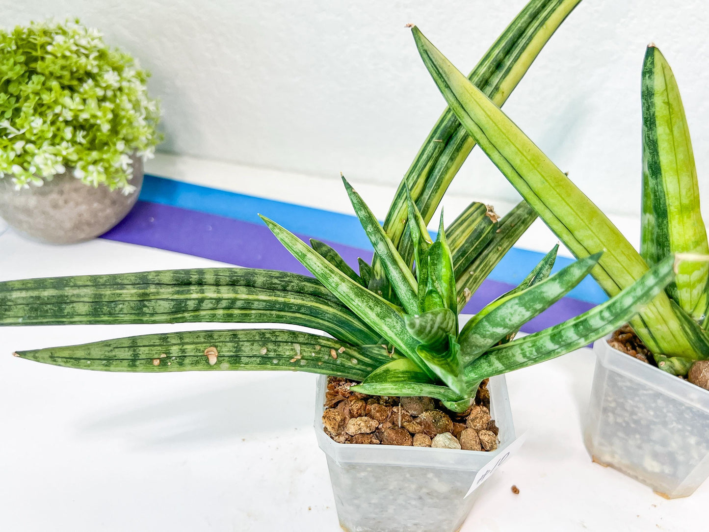 Sansevieria Boncel Variegata | Find an Extraordinary and Rare Plant
