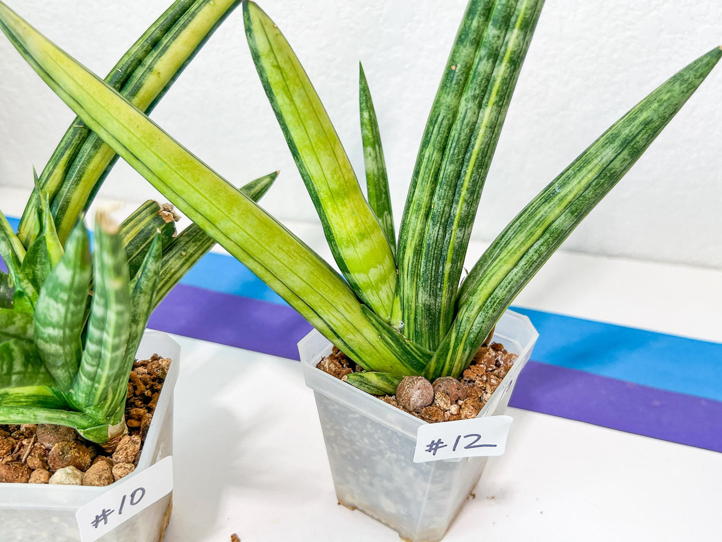 Sansevieria Boncel Variegata | Find an Extraordinary and Rare Plant