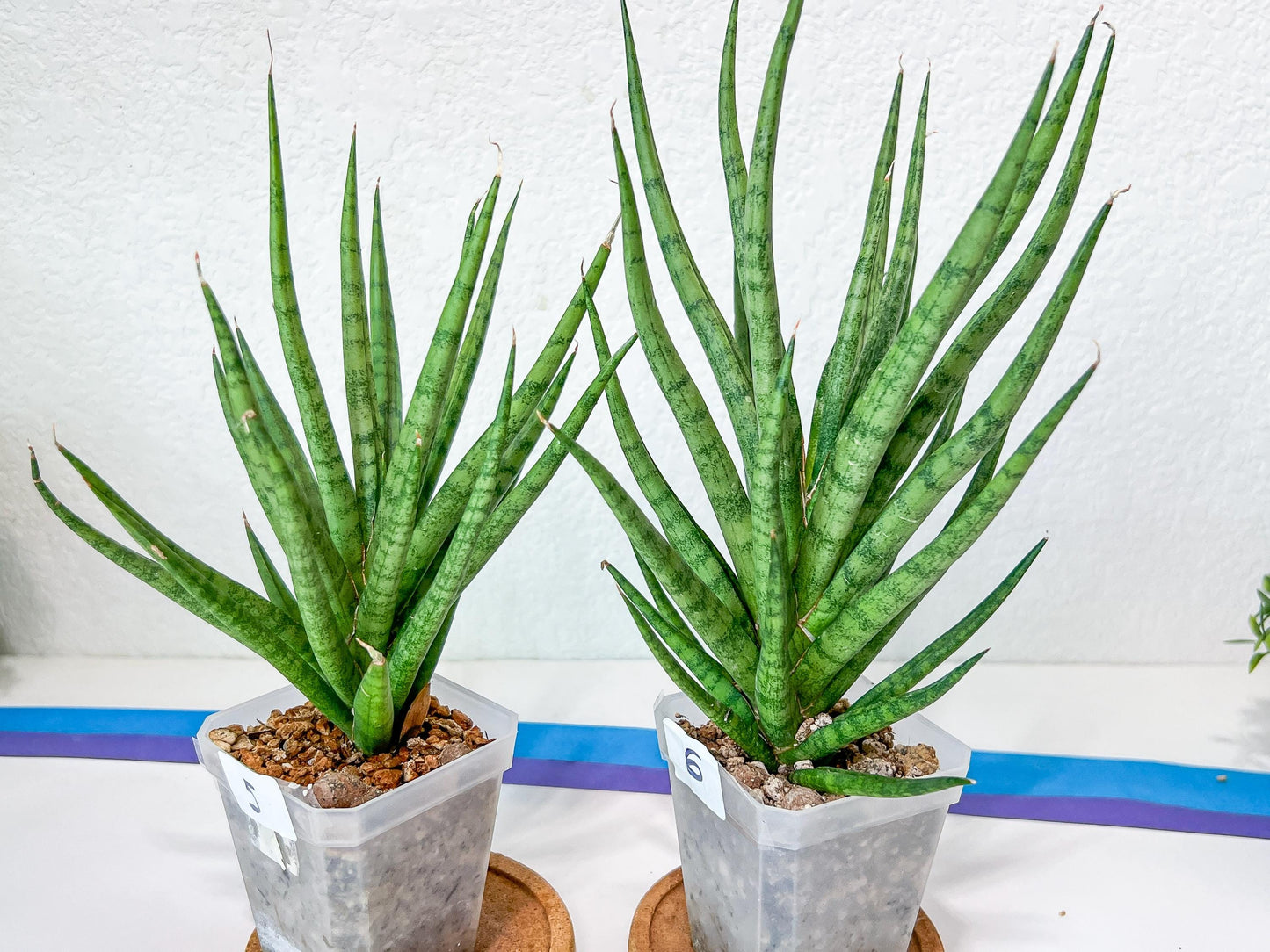 Sansevieria Blue Torch | Imported Plants | Rare Hybrid Species