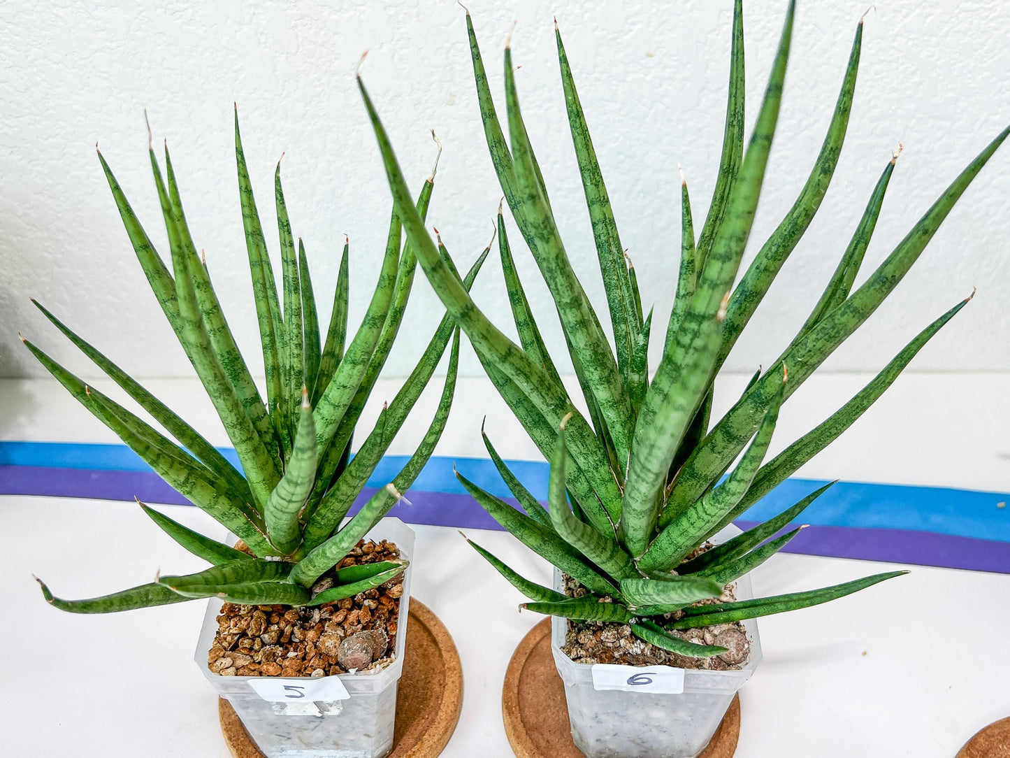 Sansevieria Blue Torch | Imported Plants | Rare Hybrid Species